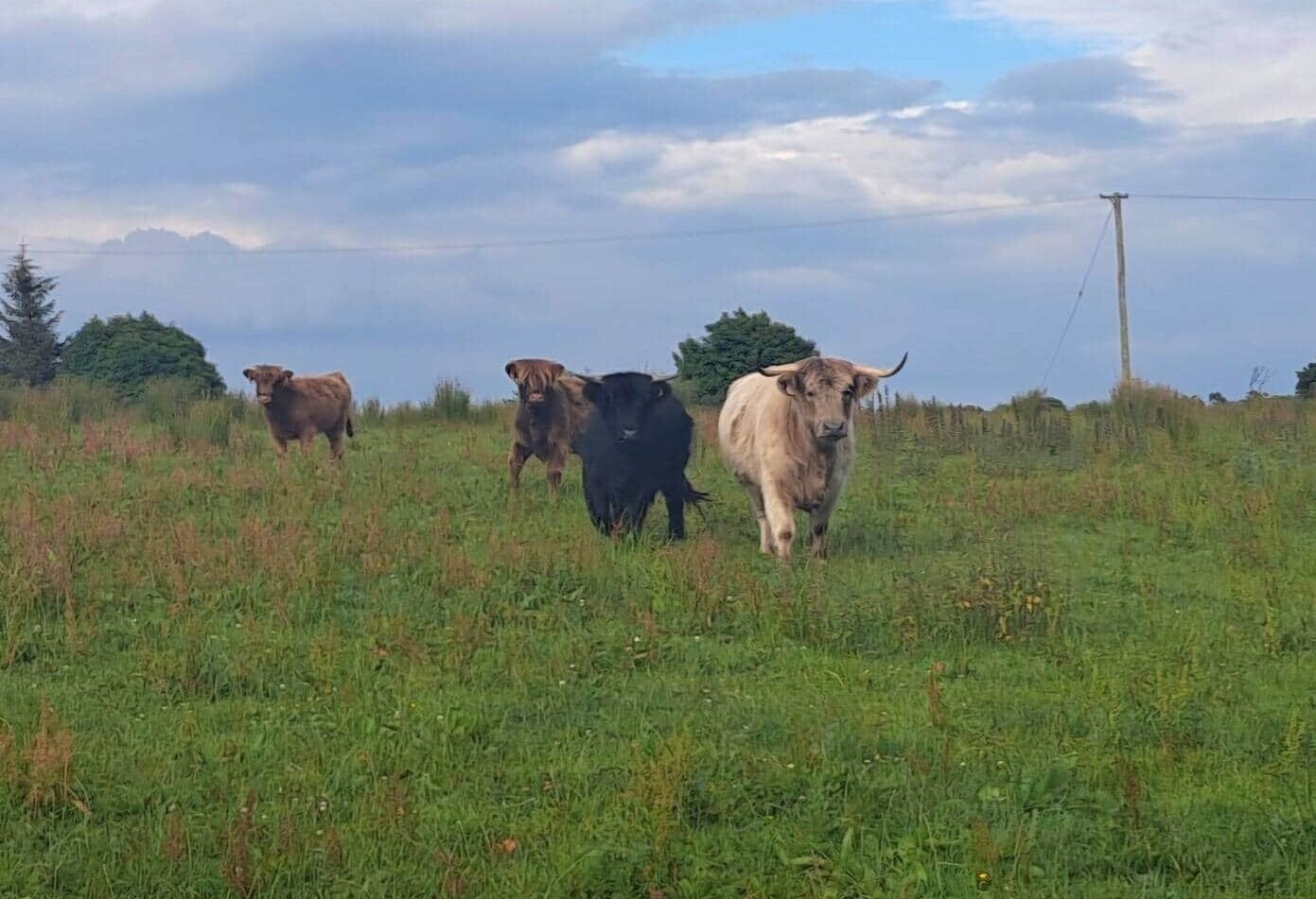 A grassy field with cows.