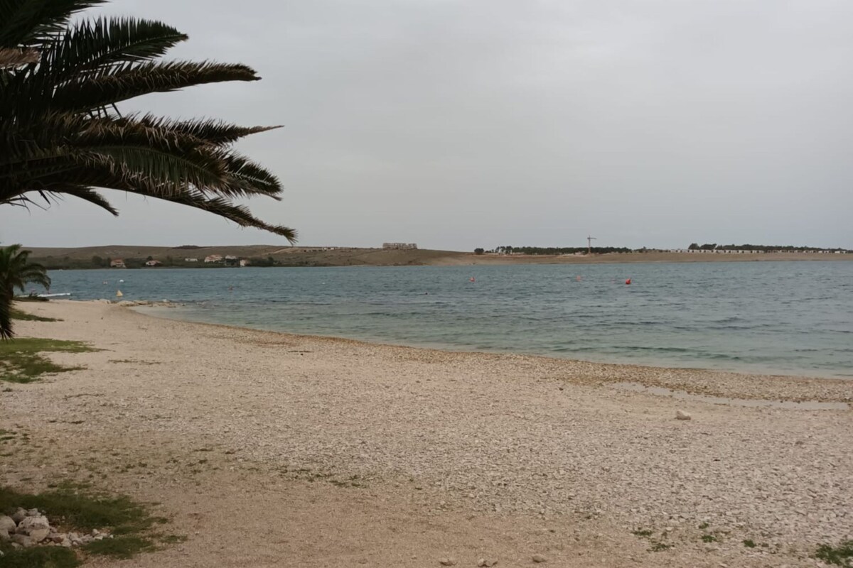 Ein Strand mit einer Palme, sandigem Ufer und ruhigem Wasser.