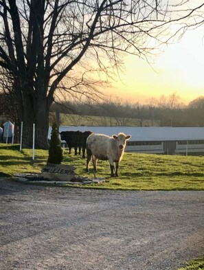 A rural landscape with a cow standing in a grassy field, a tree, and a fence in the background.
