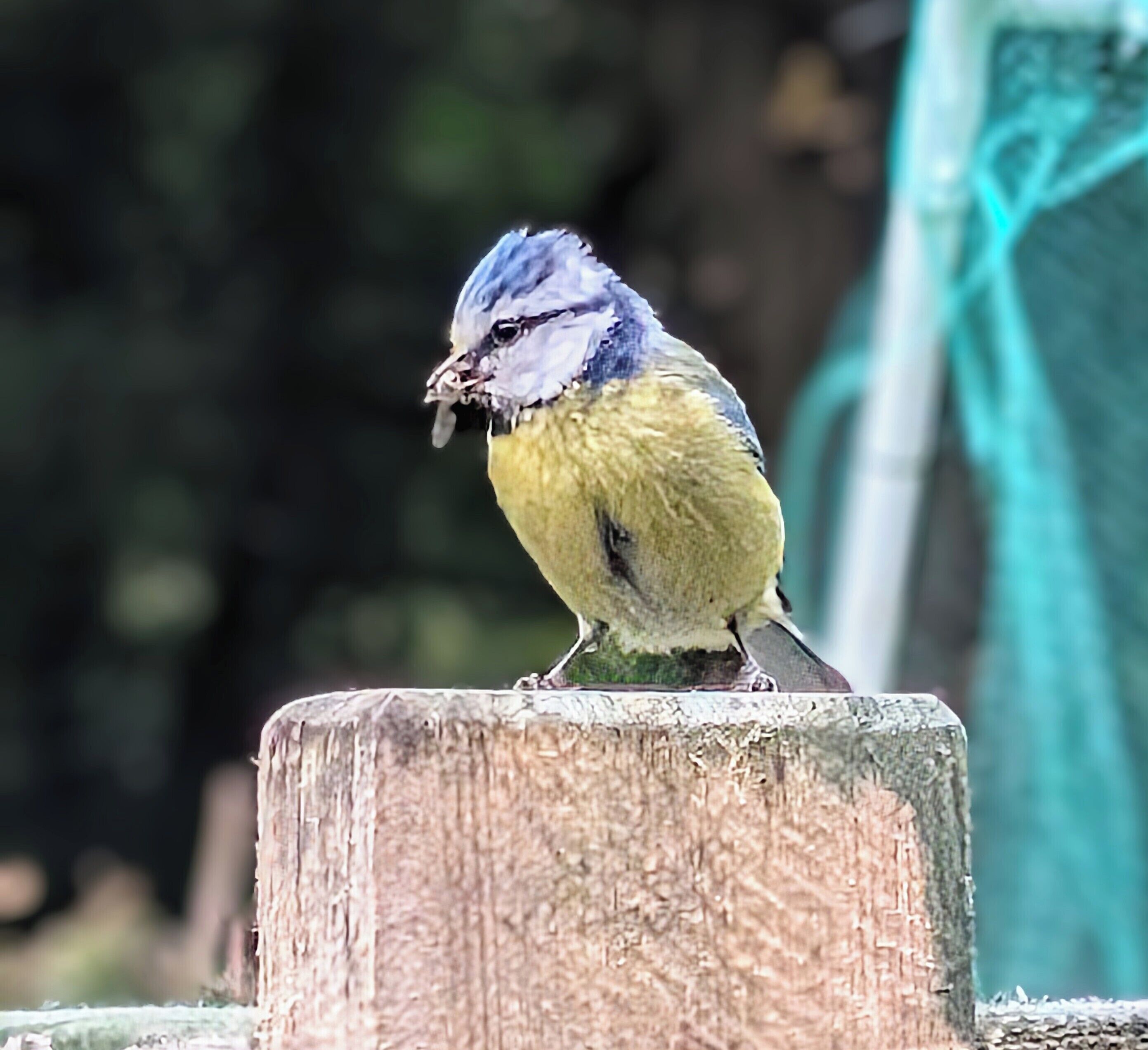 Un pájaro posado sobre un poste de madera.