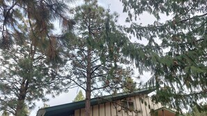 Un edificio de techo plano con un gran árbol en primer plano.