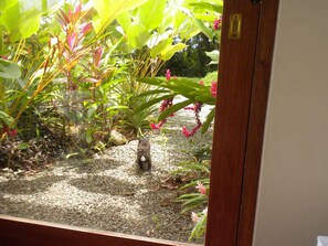 Property grounds - Casa Arabella- Ocean, Jungle views, Wildlife, Pool, Beach Club, AC.... 5 Star! (Uvita)