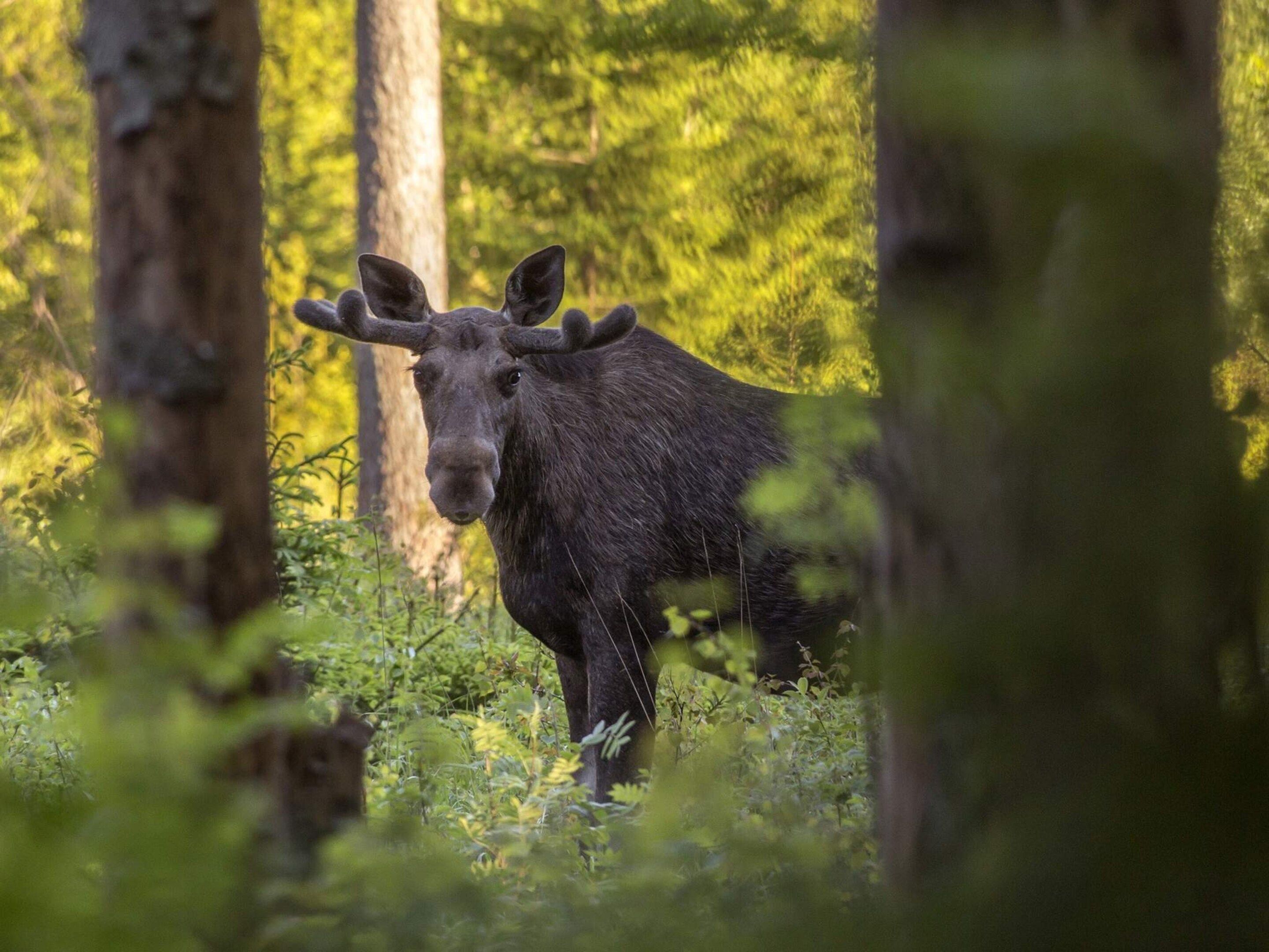 A moose in a forested area with trees and underbrush.
