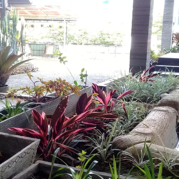A variety of potted plants arranged in a garden area with a building in the background. - RF Hotel (Cisarua)