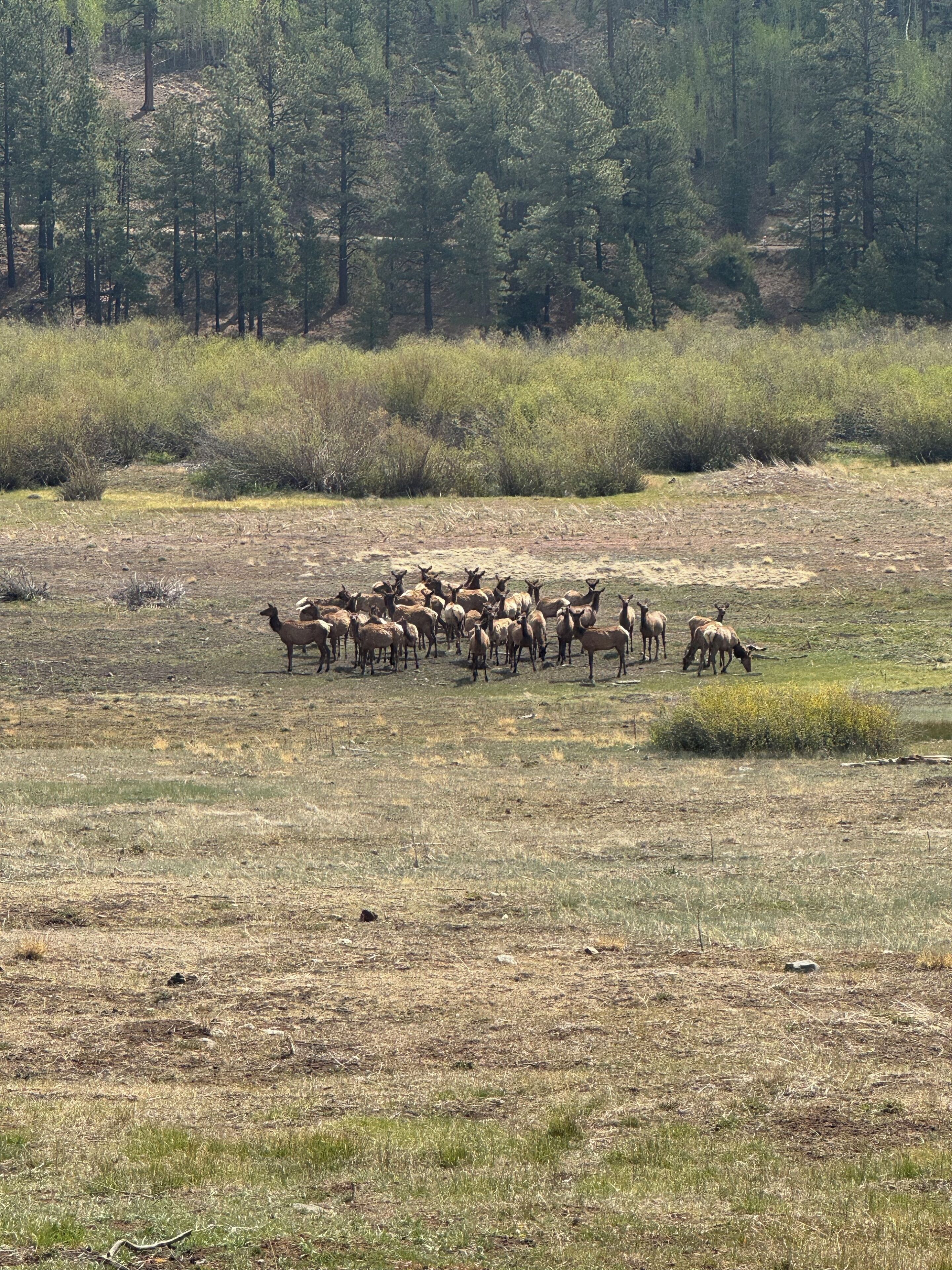 Un troupeau de cerfs dans un champ herbeux, avec des arbres en arrière-plan.