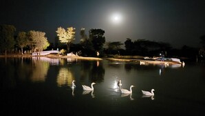 Een nachtelijke scène met een rustig meer, eenden, een brug en bomen onder een volle maan.