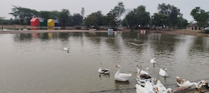 Un estanque con patos y gansos, rodeado de árboles y edificios de colores.