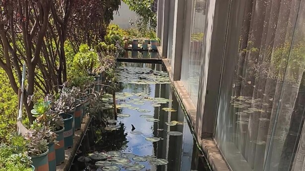Un étroit bassin d’eau orné de nénuphars et bordé de chaque côté de plantes en pot.