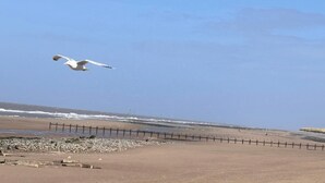 Una playa con valla de madera, costa rocosa y una gaviota volando.