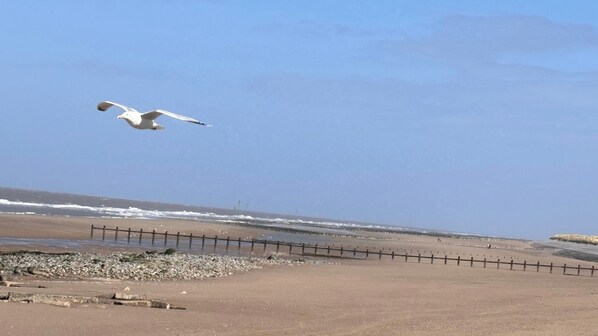 Ein Strand mit Holzzaun, felsigem Ufer und einer fliegenden Möwe.