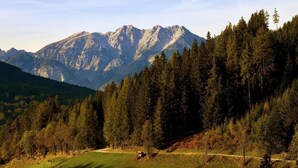 Un paysage montagneux avec une zone boisée et un sentier bien tracé.