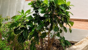 Un edificio de varios pisos con balcones, una escalera y un jardín con plantas.