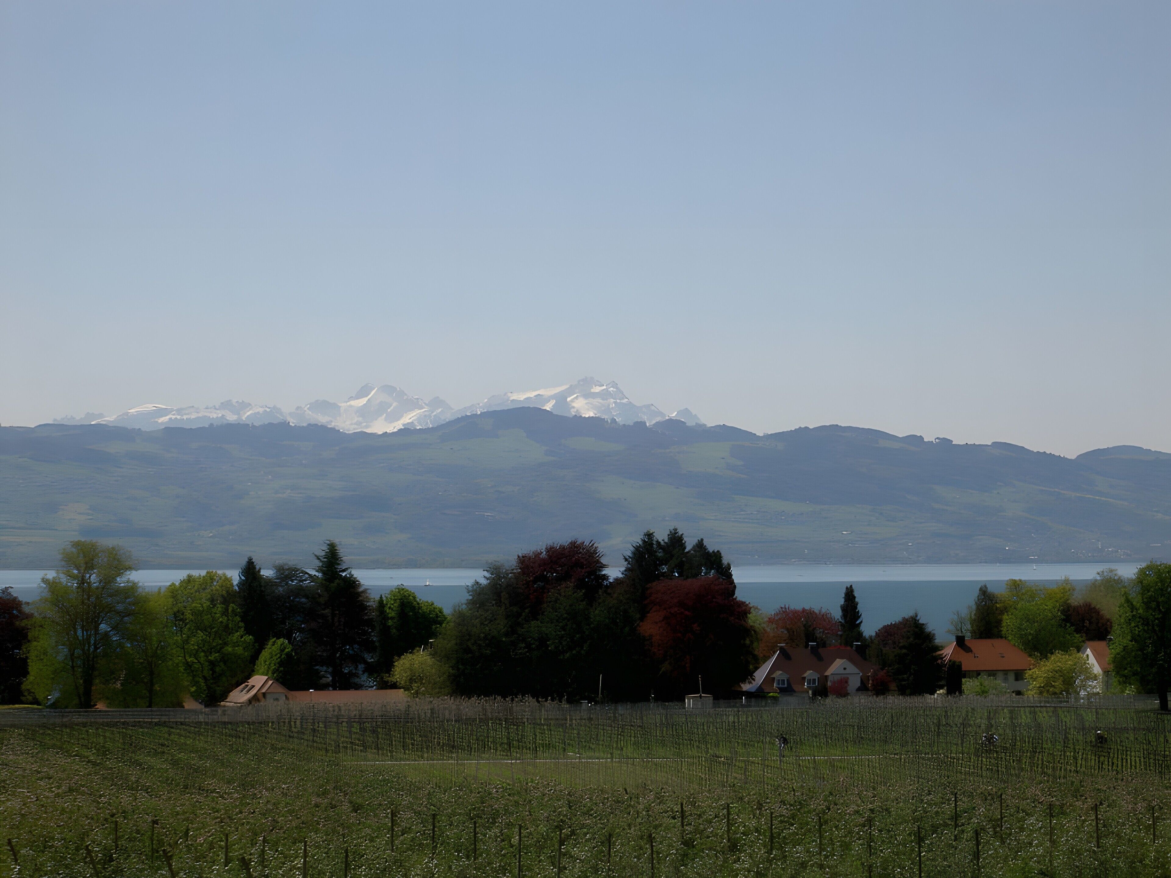 Vinhedo com vista para montanhas e casas ao fundo.
