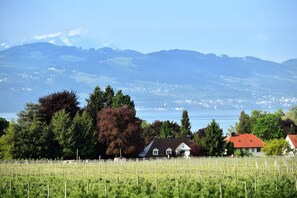 En vingård med rækker af vinranker, et hus med rødt tag og et bjerglandskab i baggrunden.