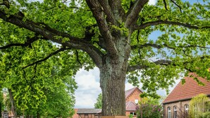 A large tree with a bench in front, a brick building with a red roof, and a clear sky. - Apartment 'Für 6 Personen 90 M²' with Private Terrace, Shared Garden and Wi-Fi (Siggelkow)