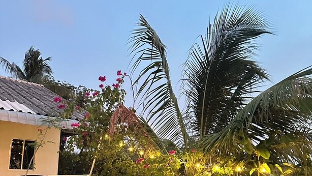 A courtyard with a palm tree, a bed frame, and a concrete planter. - Summer Sunshine Resort Songkhla (Songkhla)