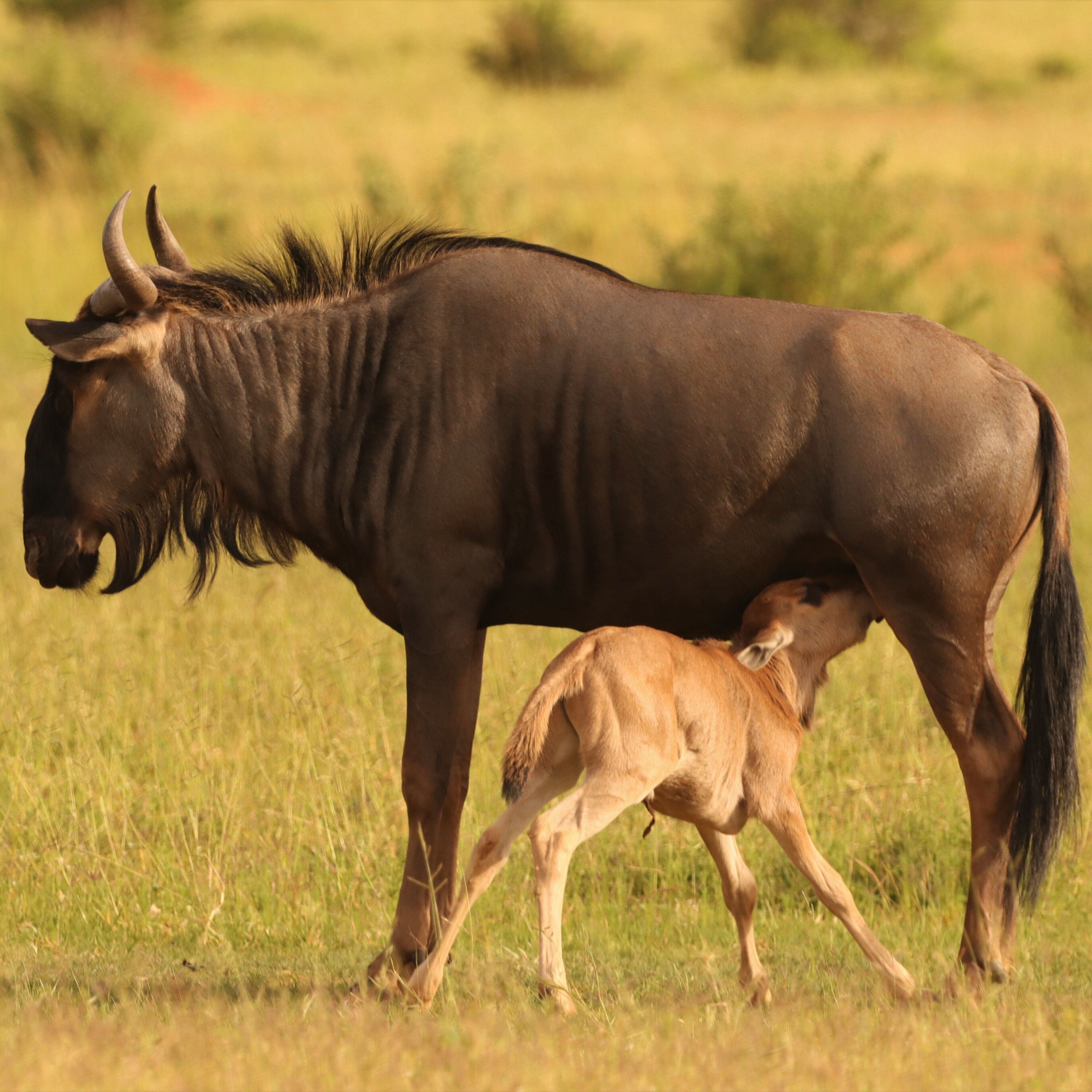 A wildebeest with a calf in a grassy field.