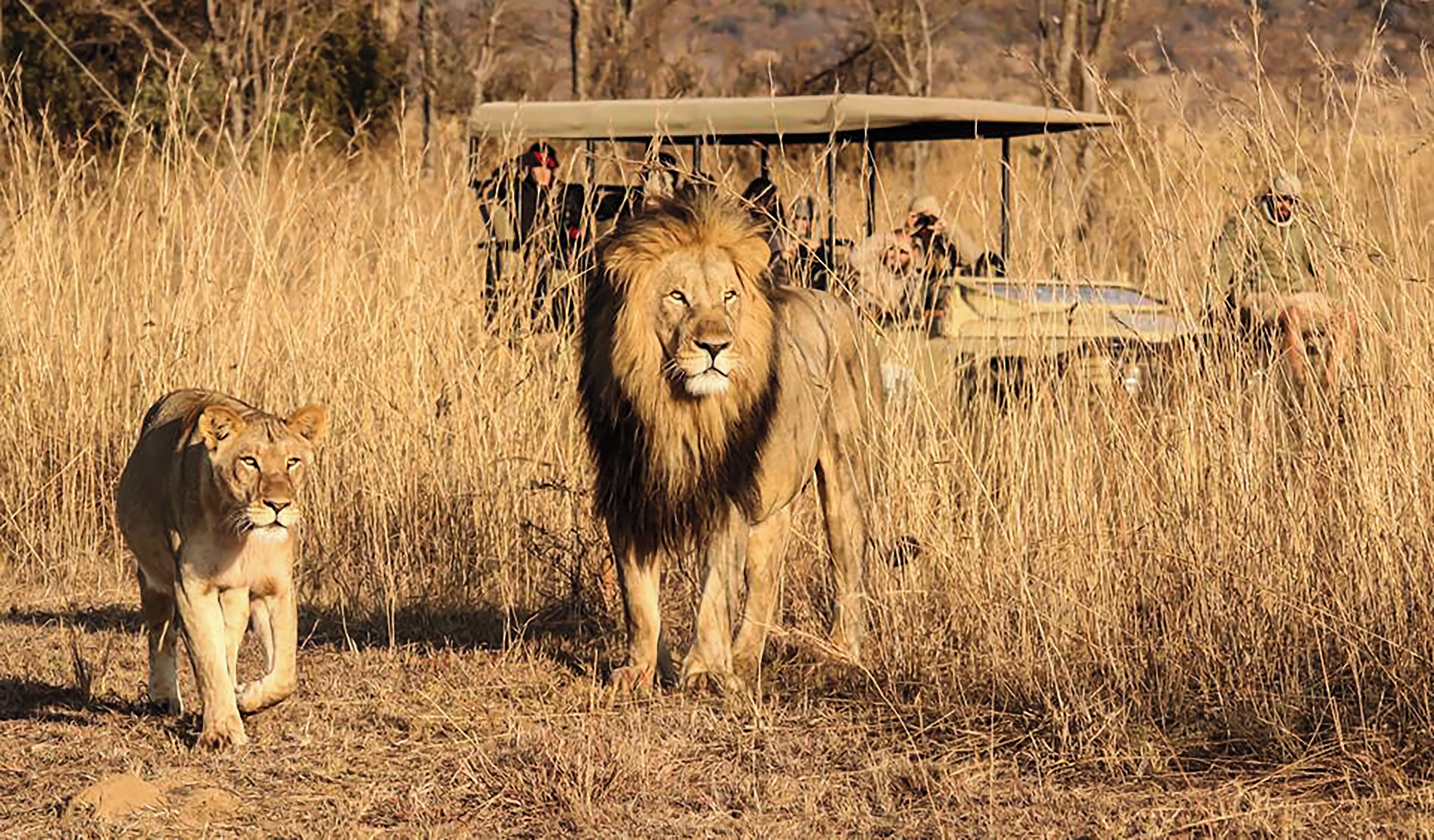 Un león y un cachorro en una sabana seca, con un vehículo de safari y personas al fondo.