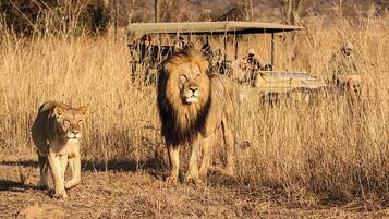 Un león y un cachorro en una sabana seca, con un vehículo de safari y personas al fondo.