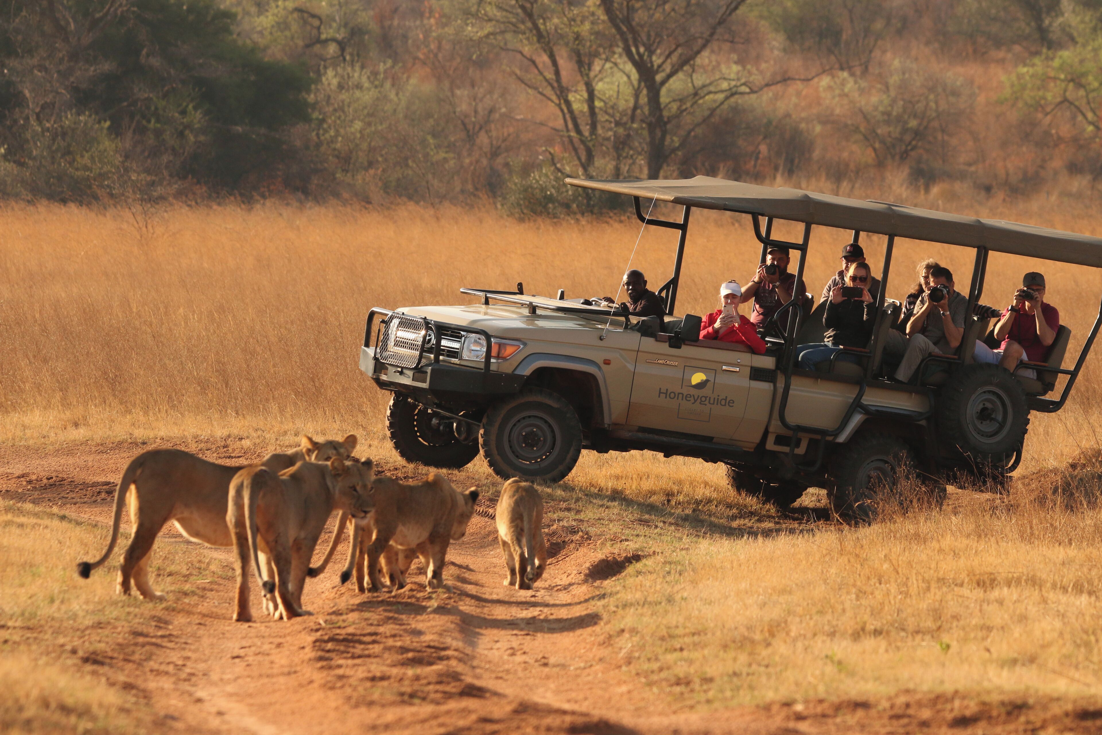 Ein Safarifahrzeug mit Passagieren, die Wildtiere beobachten.