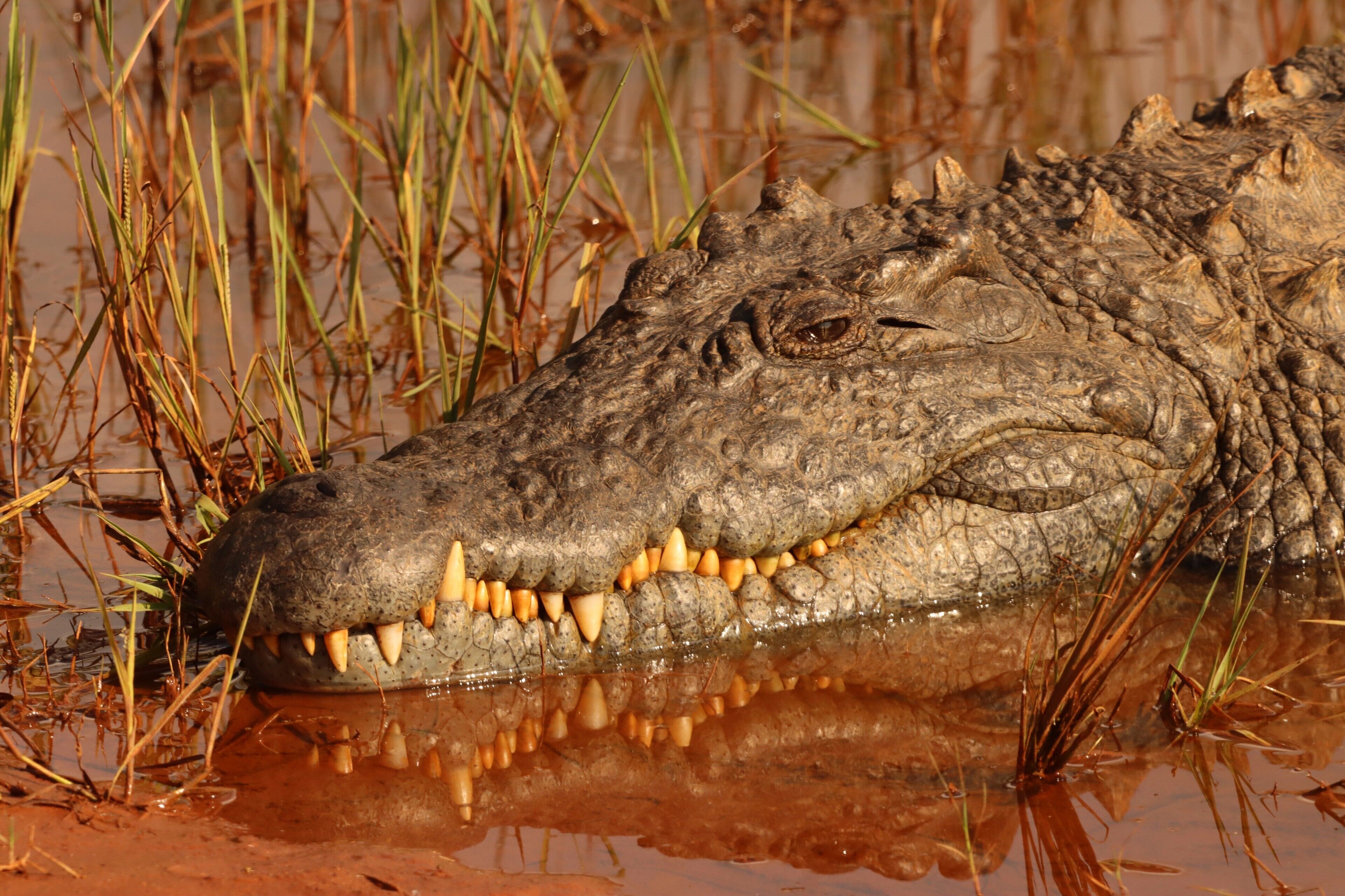 Ein Krokodil im Wasser, umgeben von Vegetation.