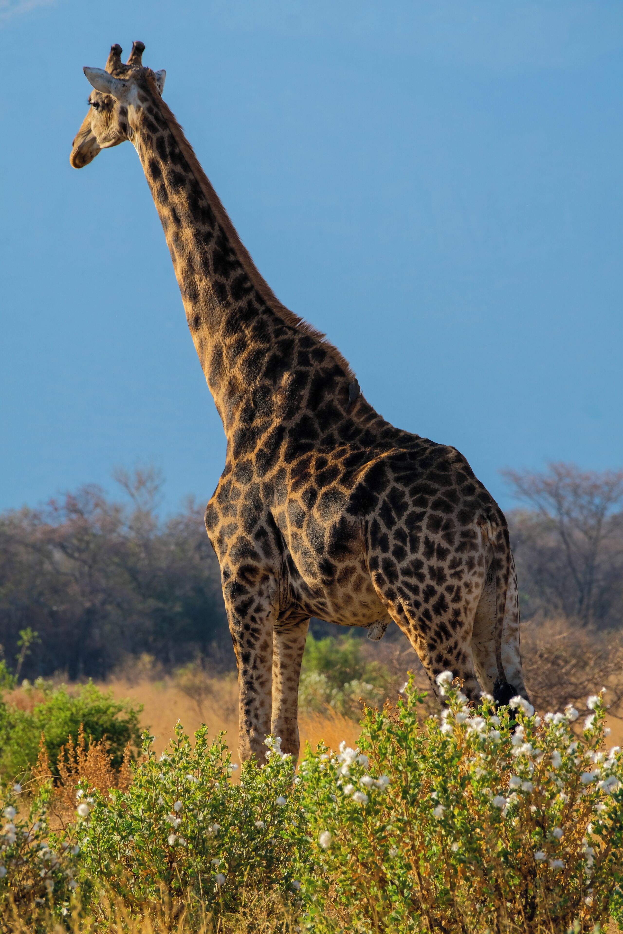 A giraffe standing in a natural setting with vegetation.