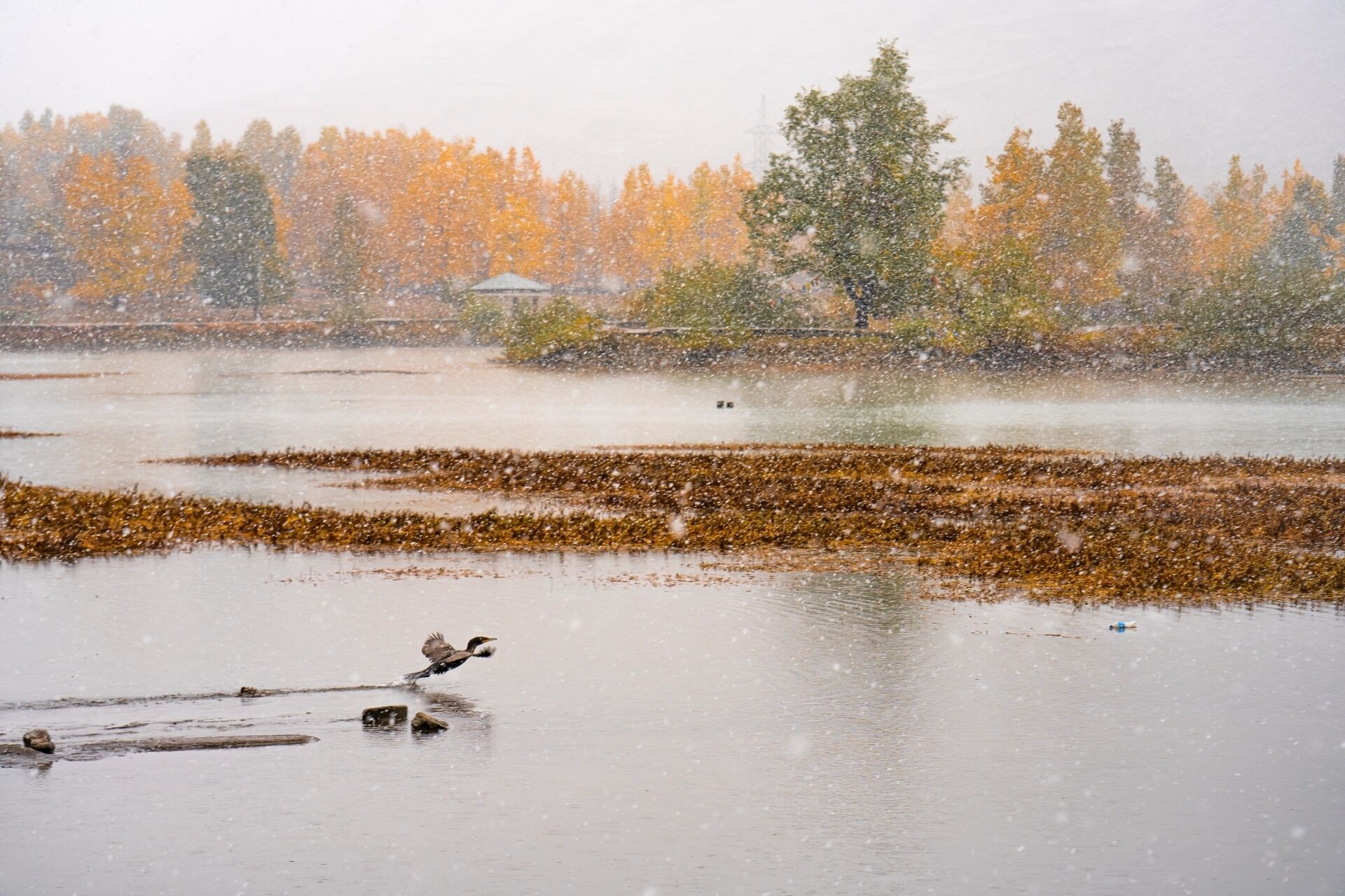 Ett snöigt landskap med en fågel i flykten över en sjö eller ett annat vattendrag, omgivet av träd i höstfärger.