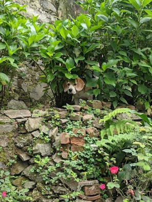 A dog peeking through dense foliage, a stone wall, and a pink flower. - Jai Cottage, A five bedroom Bed & Breakfast in Shimla. (Shimla)