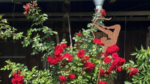 Un jardín con rosales rojos, una valla de madera y un techo con paneles solares.