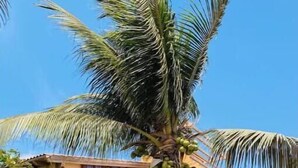 A two-story building with a balcony, surrounded by lush greenery and a palm tree. - Terrace with sea views! #Amazing sea views! (Santa Maria)