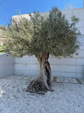 A bonsai tree with a thick trunk and dense foliage, planted in a gravel bed against a concrete wall. - Casa Anima luxury getaway in Gualdo Macerata, Le Marche (Marche)