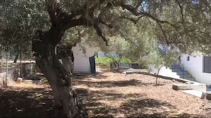 A courtyard with a large tree, a white building with a door, and a small garden area.
