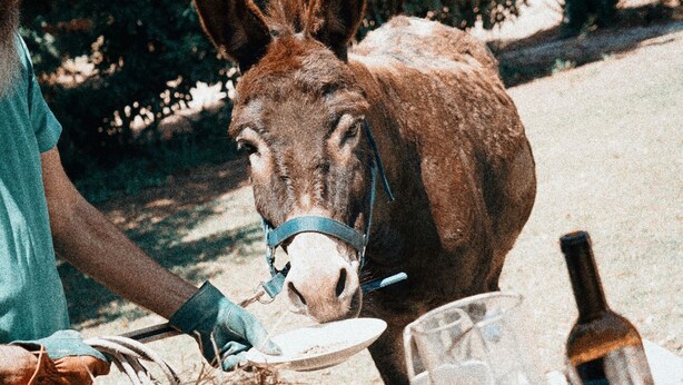 A person feeding a donkey at a table with a basket of hay, a bottle, and glasses. - CABRA - Casa do Burro (Setúbal)