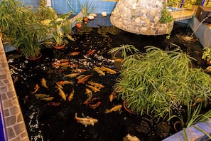 A koi pond with various fish and potted plants. - Las Poncianas Hotel Casma (Casma)