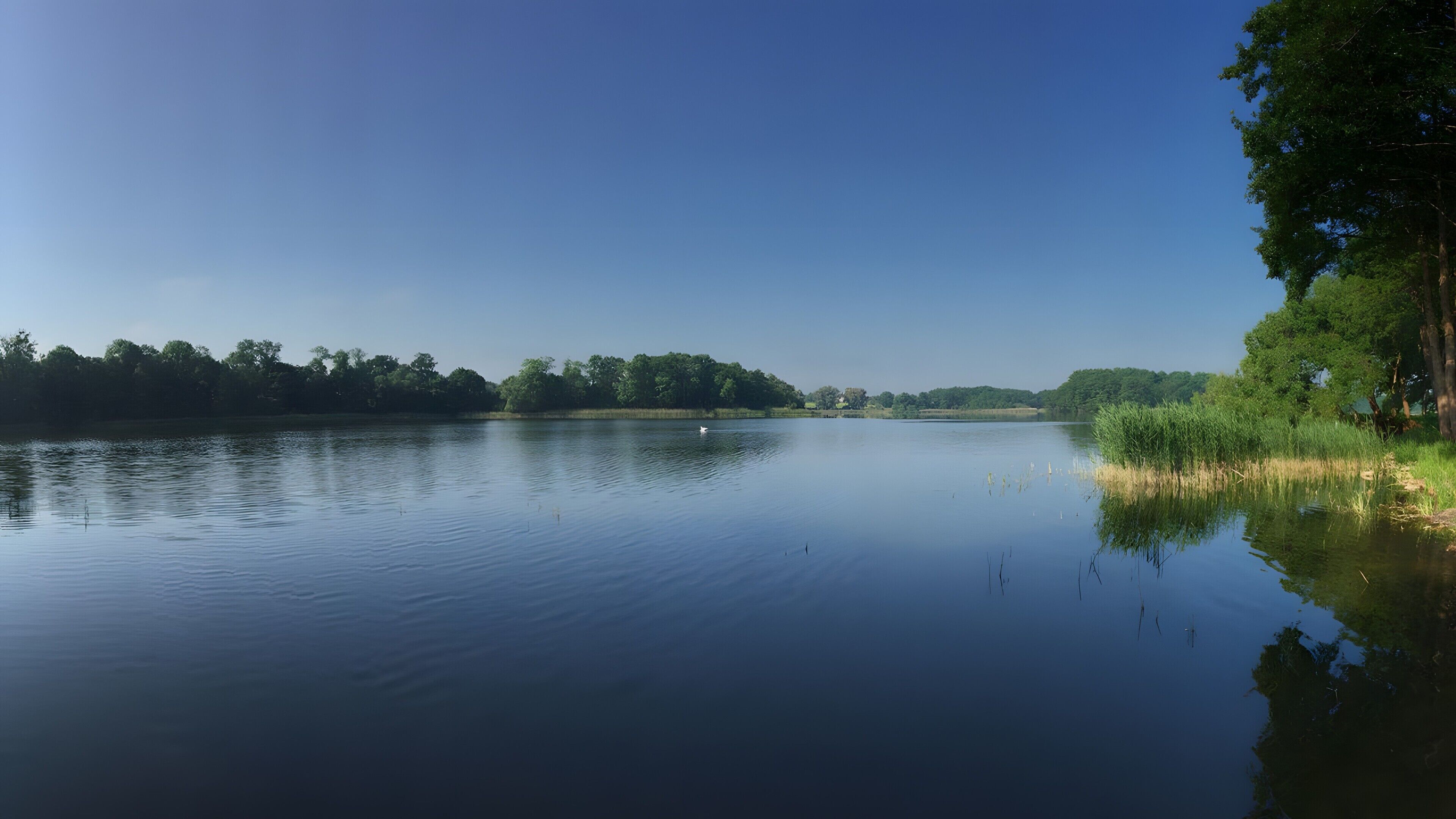 Um lago tranquilo com céu claro, cercado por árvores densas.