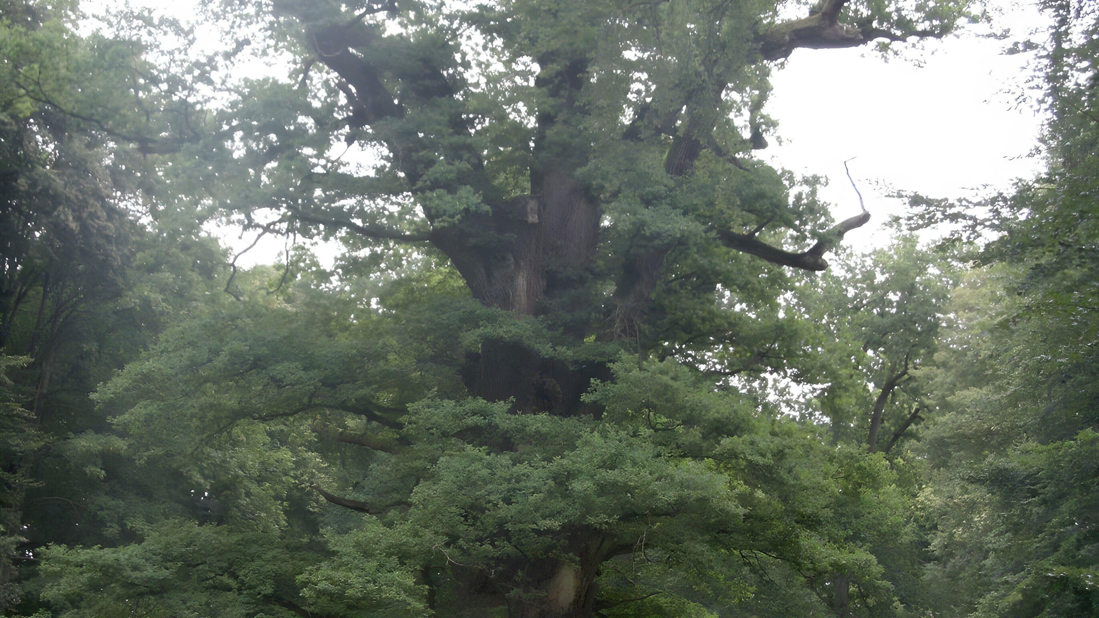 Un grand arbre à l’écorce épaisse et au feuillage dense.