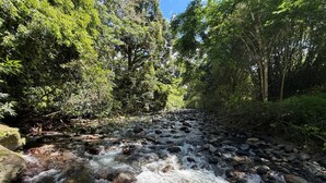 A river flowing through a forested area with rocks and trees.
