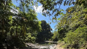 A river flowing through a forested area with rocks and trees.