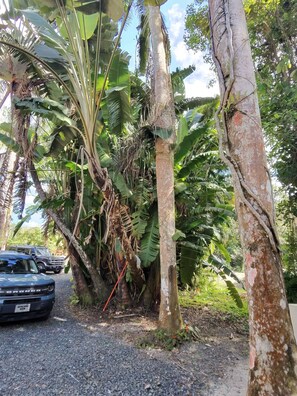Property grounds - Enchanting 4-Bedroom Rainforest Cottage with a Beautiful River Setting (Luquillo)