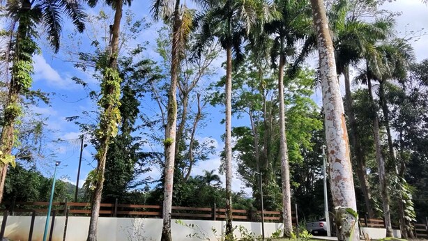A grassy area with tall palm trees and a concrete wall in the background.