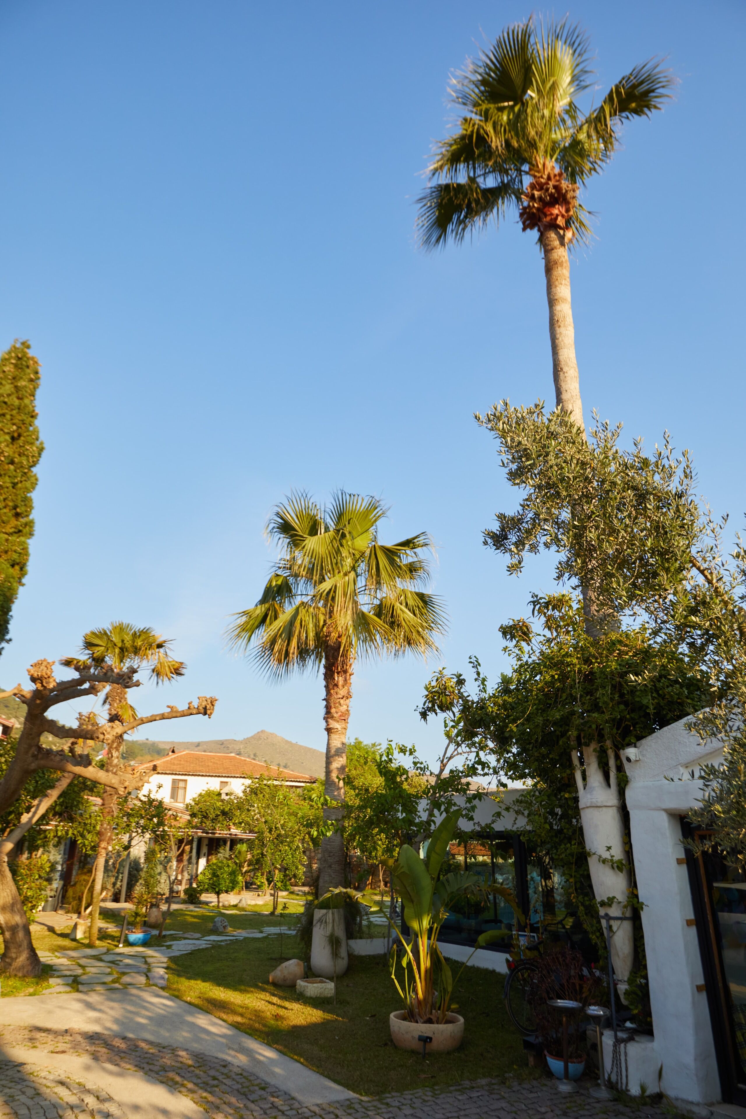 A courtyard with palm trees, a stone pathway, and a building with a white exterior.