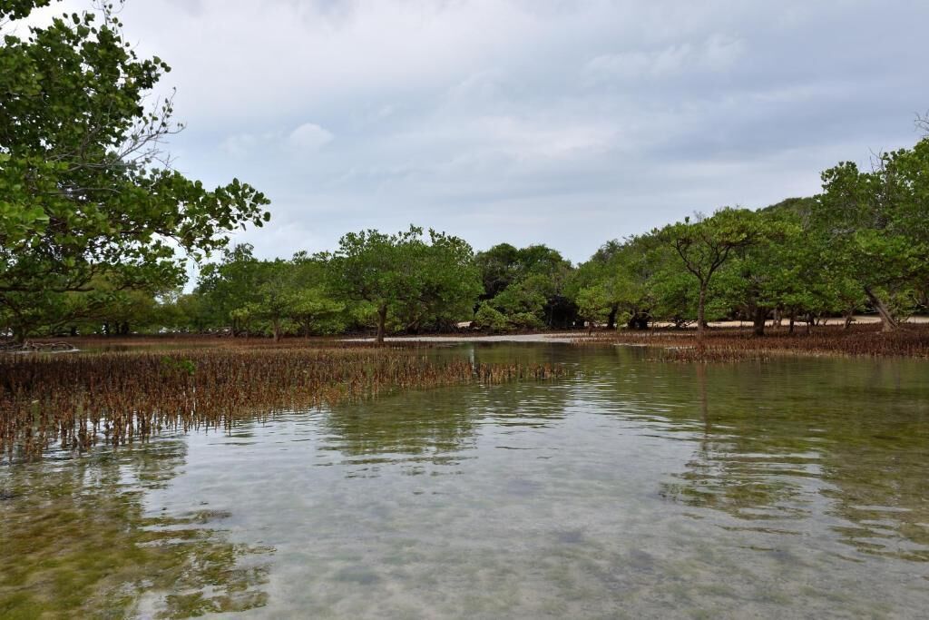 A natural landscape with a body of water, trees, and a cloudy sky.