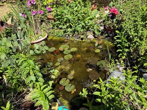 A garden with a pond, various plants, and flowers. - Provencal house with large swimming pool. Close to the sea! (La Garde)