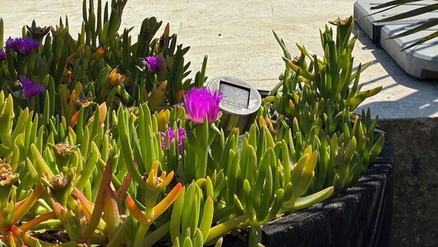 En swimmingpool med klart, blåt vand, omgivet af en betonflisebelagt terrasse.