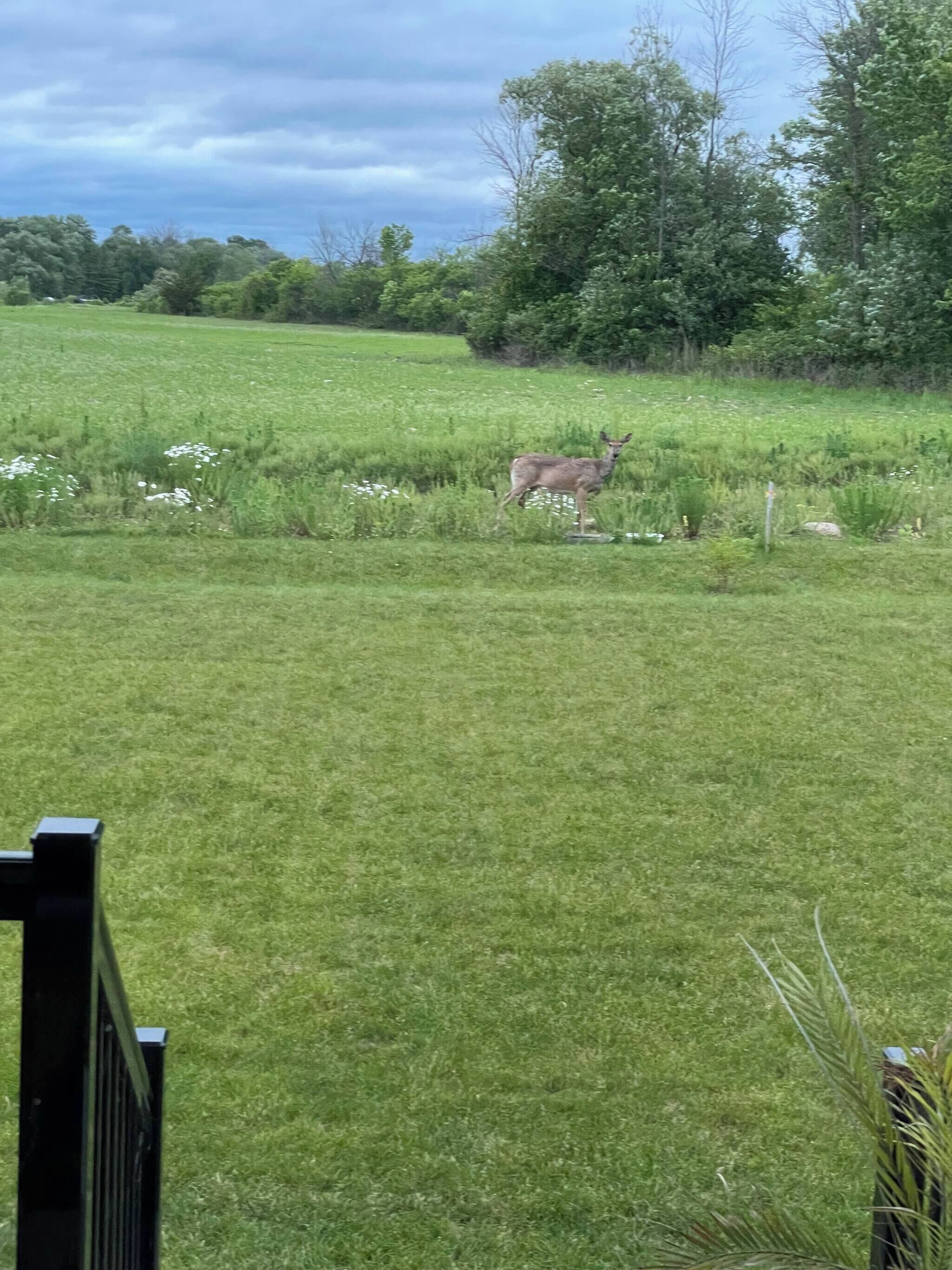 A grassy field with a deer standing in the distance.