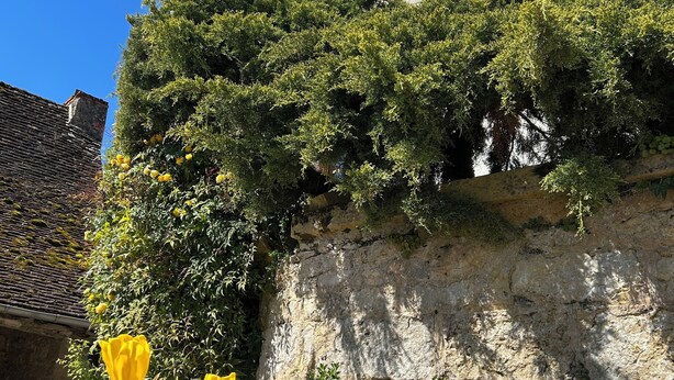 Edifício de pedra com janela e venezianas, rodeado por vegetação e flores.