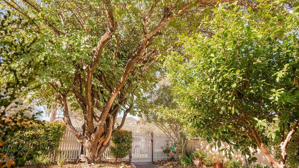 A garden pathway leading to a white gate, surrounded by mature trees and various plants. - Cozy Cottage with Kitchen & Patio (East Tamworth)