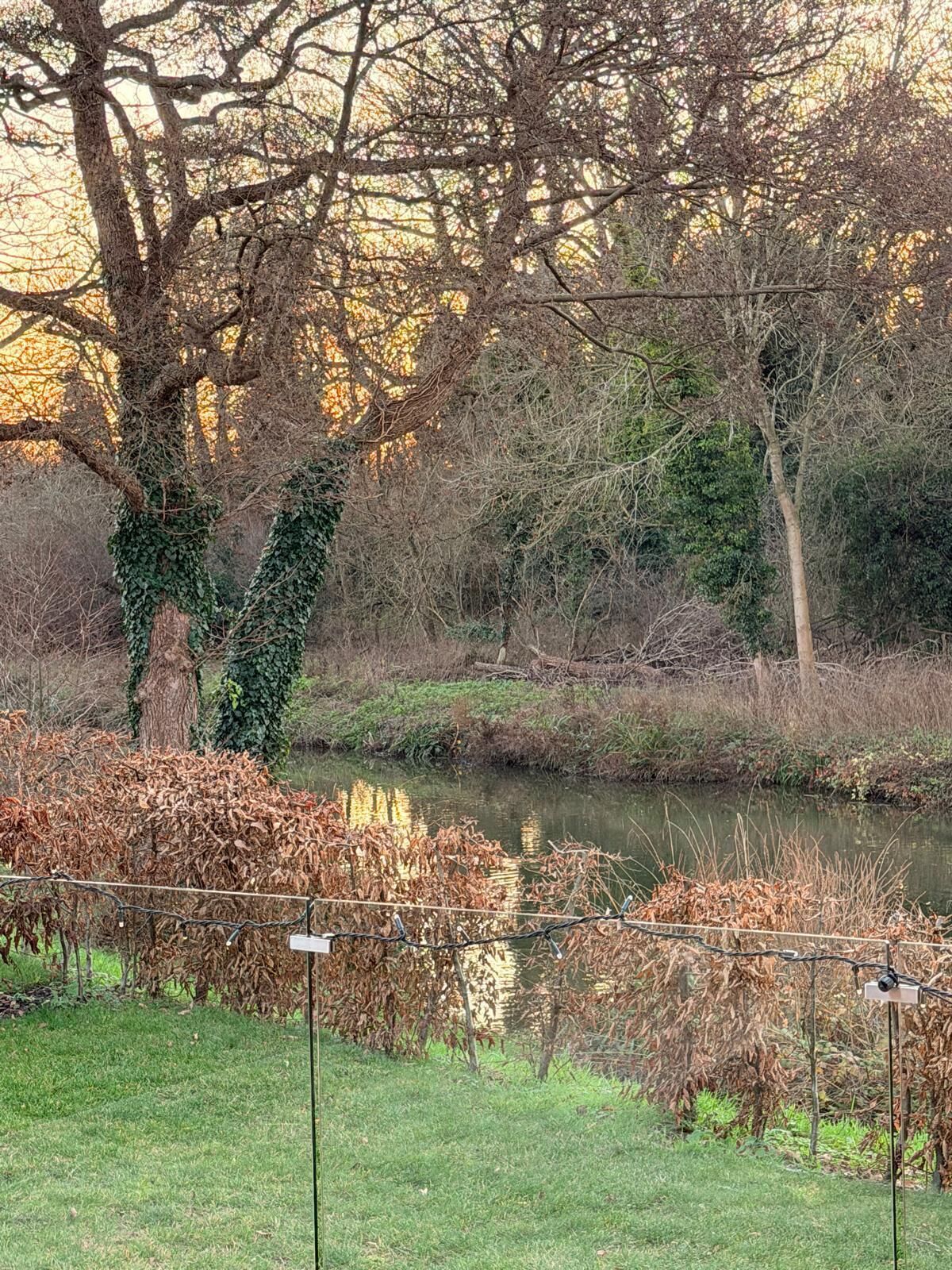 A serene riverside scene with a grassy area, a tree with ivy, and a calm water body.