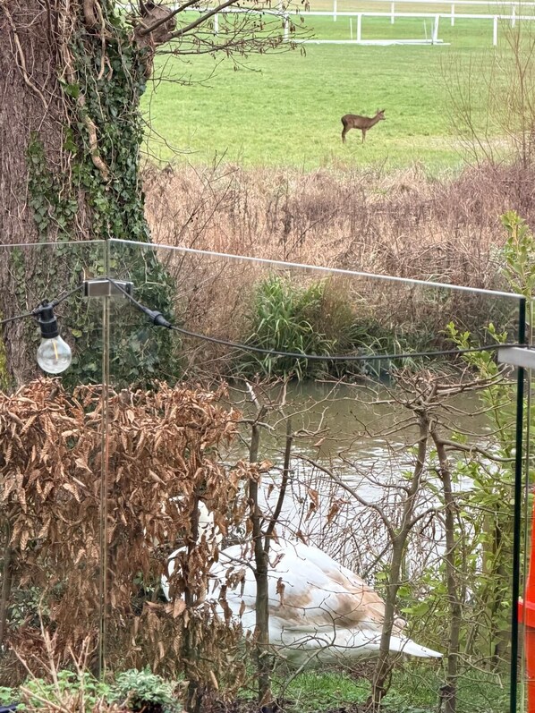 A fenced area with a deer, a pond, and a tree with ivy.