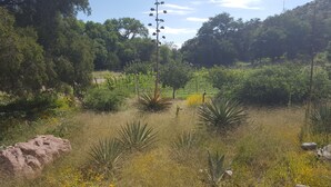 A natural landscape with various plants and trees. - Welcoming 2-bedroom house with AC in charming San Simon (San Simon)